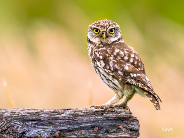 Business and civil society urge European Commission to implement smarter, not less