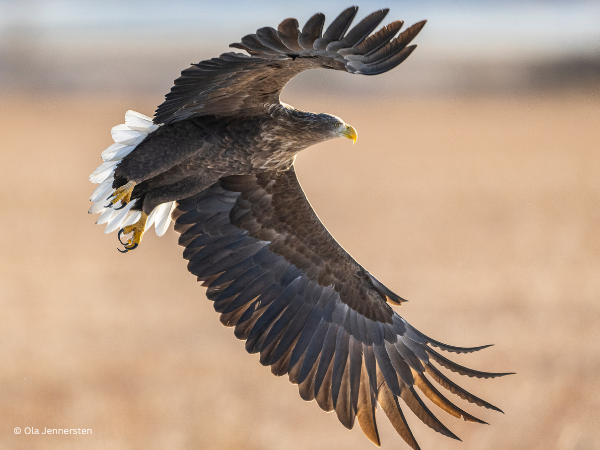 Join WWF-Hungary as CEO. Lead Change for Nature