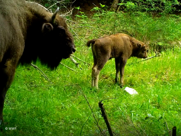 Wild bison calves signal a new chapter for Europe's largest land mammal
