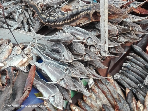 A decade of evidence exposes the scale of wildlife crime targeting Europe's last wild Danube sturgeons
