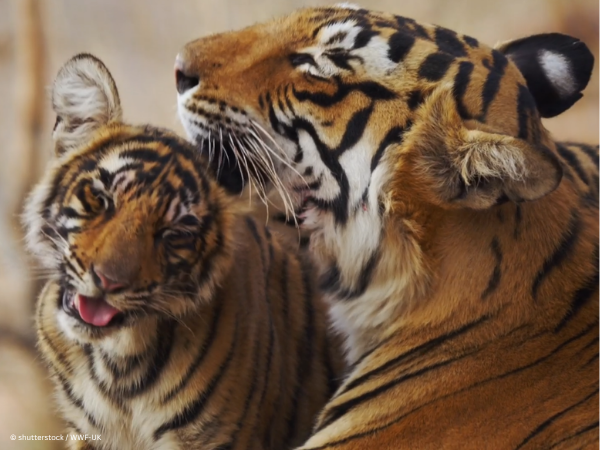 WWF Living Planet Report: Amid an average 73% decline in wildlife population sizes, scientists reveal grounds for hope