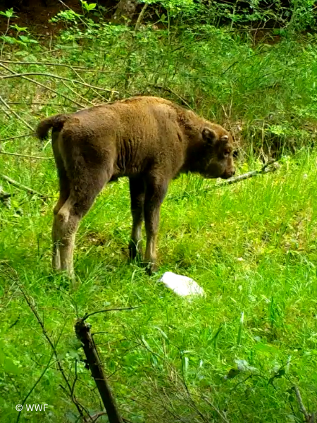 Wild bison calves signal a new chapter for Europe's largest land mammal
