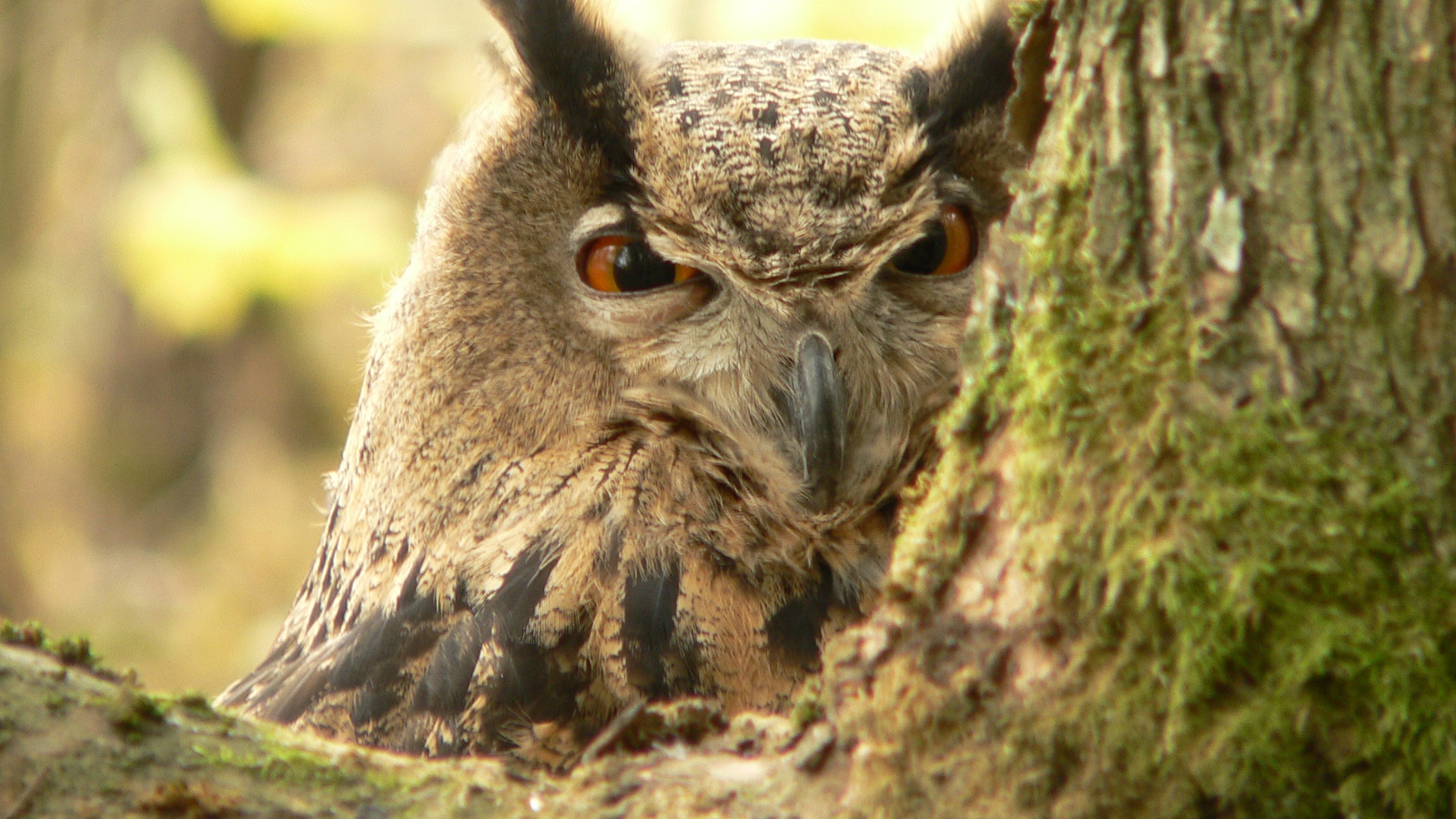 MEPs have the opportunity to prove that they stand firmly behind the biodiversity pillar of the EU Green Deal in the upcoming Plenary.