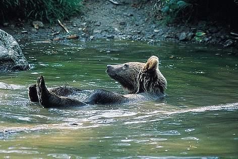 Bear in South-Western Carpathians