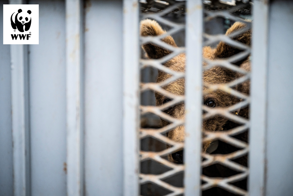 WWF - Three rescued bears returned home in Bulgaria